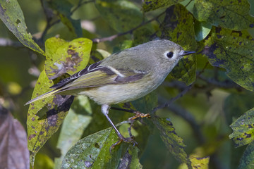 Hammond's Flycatcher in Tree