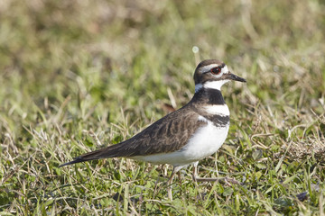Little Ringed Plover Walking on Grass