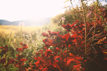 Sunny meadow. Fresh Spring background