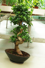 Huge greenhouse with lot of flowers and plants for sale