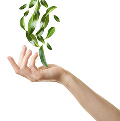 Green leaves falling into woman hand, isolated on white