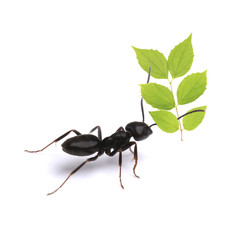 Small ant carrying green leaf, isolated on white.