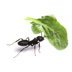 Small ant carrying green leaf, isolated on white.