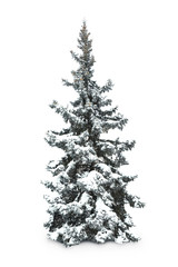 Fir-tree with snow, isolated on white