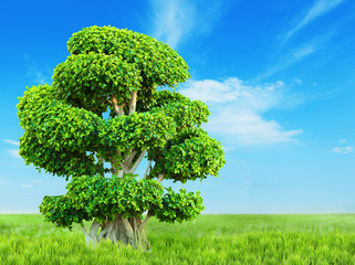 Bonsai tree on nature background with blue sky