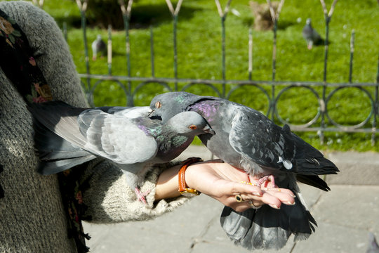 Pigeons Hand Fed - La Paz - Bolivia