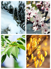 Four seasons collage: several photos of beautiful trees at different time of the year - winter spring, summer, autumn