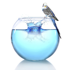 Fish bowl with water and little blue parrot on it isolated on white