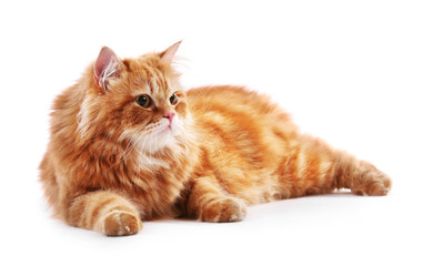 Red cat isolated on white