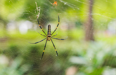 The spider on spiderwebs waiting for victims with selective focu