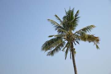 Obraz na płótnie Canvas coconut tree in nature garden