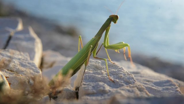 Large green locust 