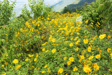 Obraz premium Maxican sunflower weed