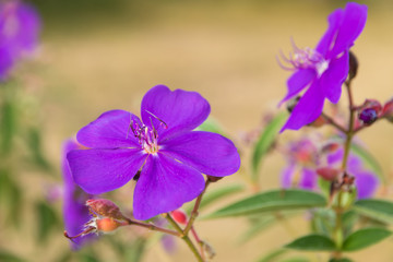 Obraz premium Maxican sunflower weed