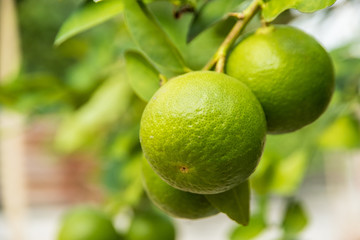  limes on branch