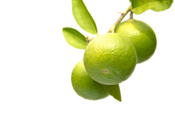  limes on branch
