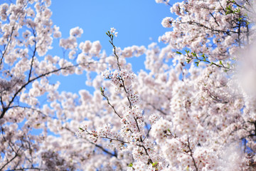 ソメイヨシノの花　埼玉県　上尾市　日本