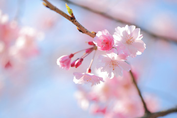 八重桜の花と蕾　埼玉県　上尾市　日本