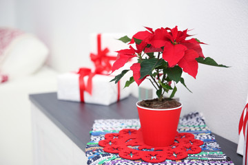 Christmas flower poinsettia and decorations on shelf with Christmas decorations, on light background