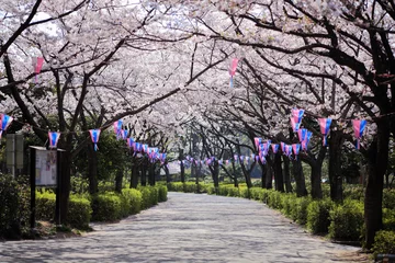 Photo sur Plexiglas Fleur de cerisier 桜並木のトンネル　埼玉県　上尾市　日本