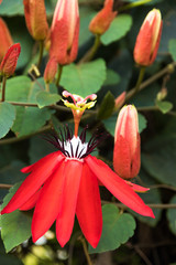 passifloraceae flowers