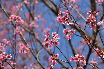 Cherry blossom branches, Thailand
