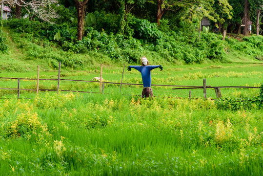 Scarecrow in green rice field in Thailand