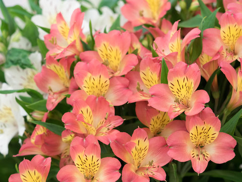 アリストロメリア の画像 119 件の Stock 写真 ベクターおよびビデオ Adobe Stock アリストロメリア の画像 119 件の Stock 写真 ベクターおよびビデオ Adobe Stock