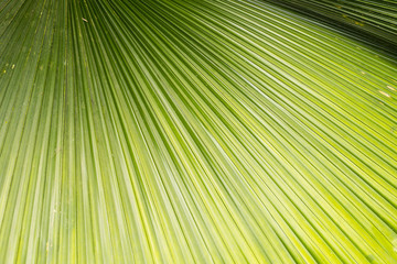 PLAM LEAF