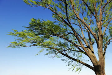 Obraz premium spring willow tree branches in the wind