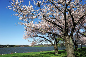 Obraz premium pink cherry blossom in sunny day near tidal basin in Washington DC