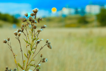 meadow wild flowers on blurred background