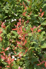 Christina tree in garden - Syzygium australe