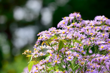 Perennial aster

