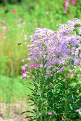 Obraz premium Perennial aster 