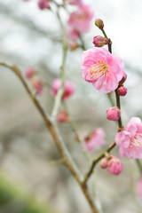 Japanese plum blossoms
