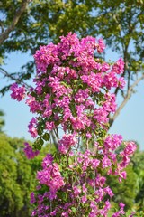pink Bougainvillea flower in garden