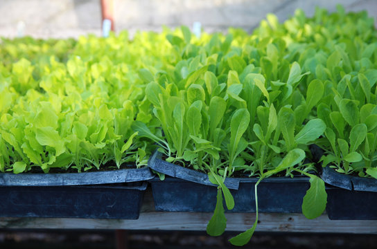 Lettuce Seedlings