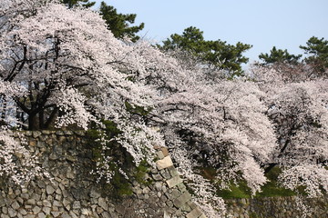 青空と満開の桜と名古屋城の城壁

