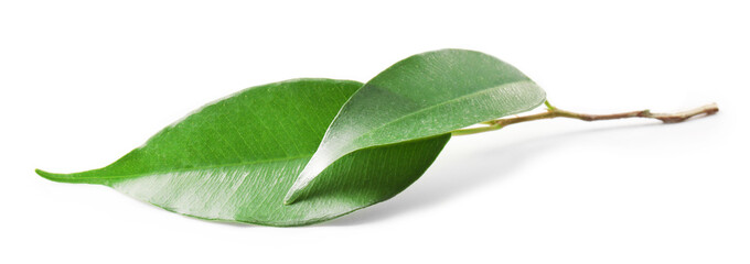 Green tea leaves, isolated on white