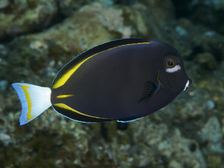 Whitecheek surgeonfish