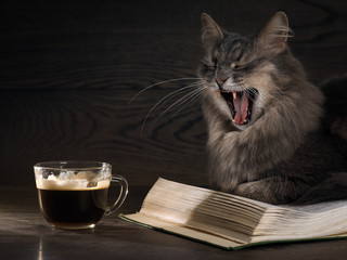 Cat lying on an open book and widely yawns. Light, a beam of light falls on the cat's face and...