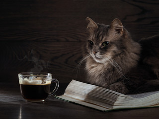 Cat lying on an open book. Light, a beam of light falls on the cat's face and covers the book and a...