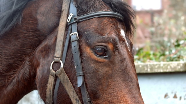 View of a horse head with equipment
