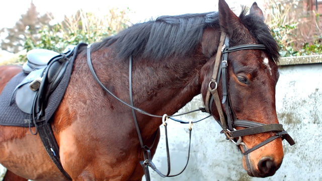 View of a horse equipped to be ride