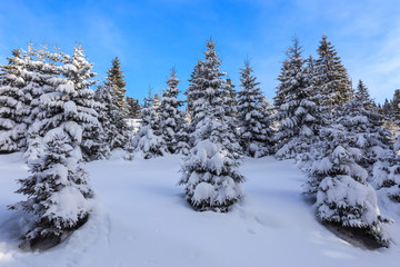 forest with pines in winter
