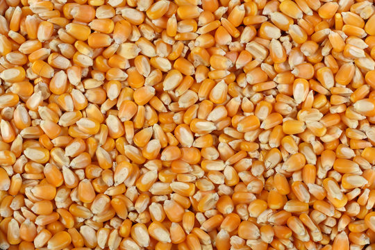 corn seed background