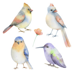 Watercolor set of birds. 