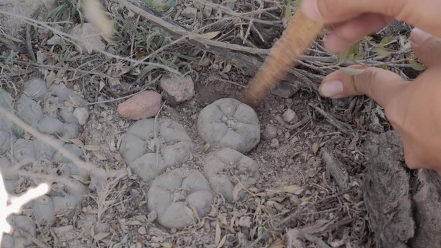 Dig Up Peyote For Ceremony On Sacred Desert. 4k