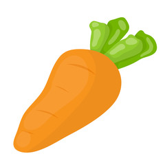 Carrot isolated illustration